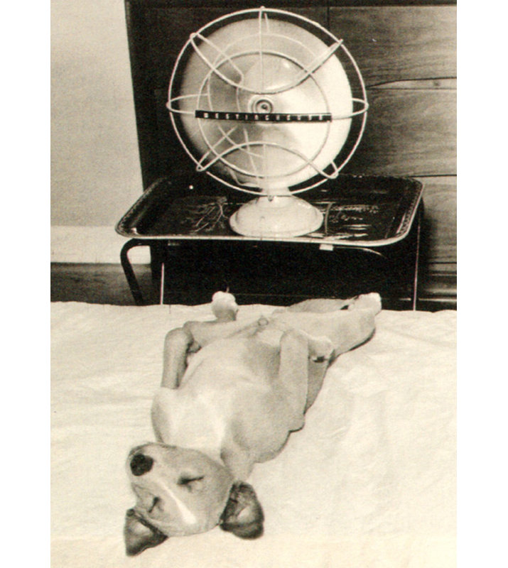 La vie d'un chien IMA-T234, H 39 po x l 28 po