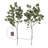 Lighted Eucalyptus Branch with 32 LED Lights