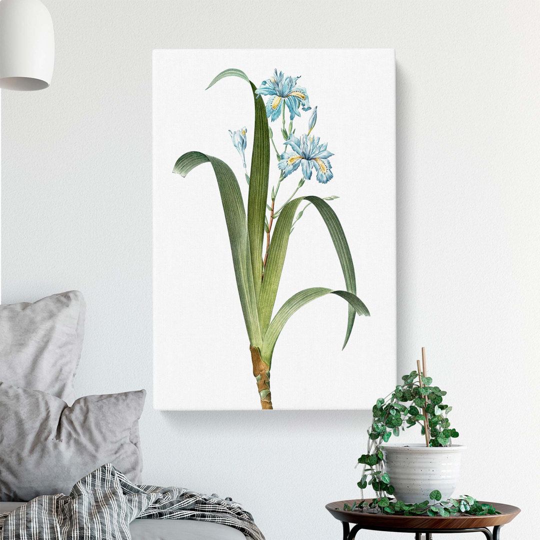 Iris Flowers by Pierre-Joseph Redoute - Wrapped Canvas