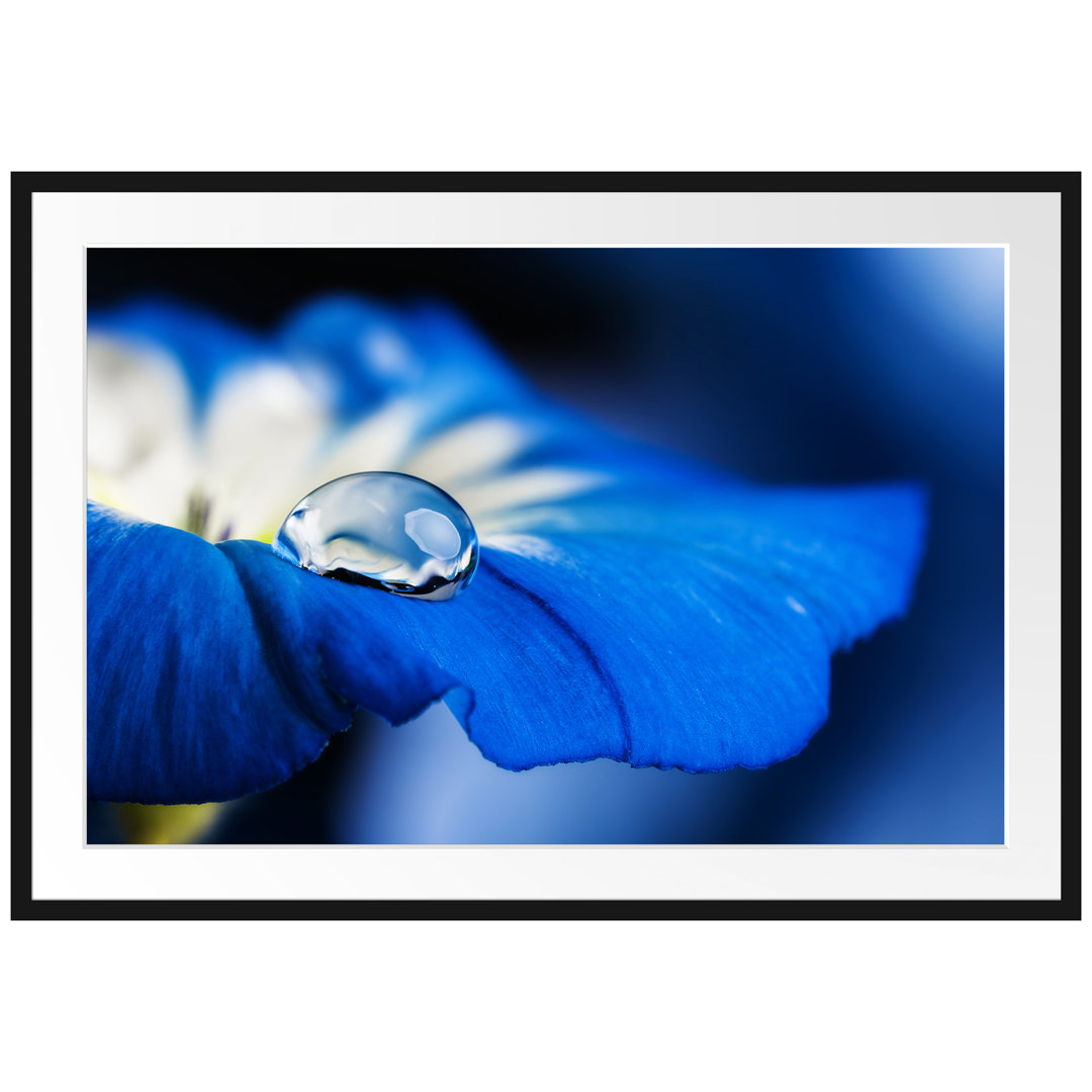 Gerahmtes Poster Wassertropfen auf blauer Blüte