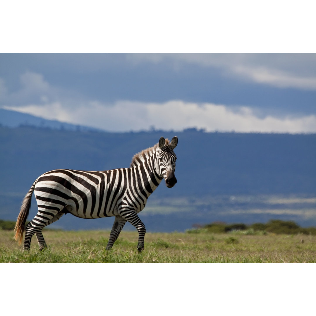 Zebra vor stürmischer Kulisse - Leinwandbild