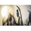«Snowdrop» rétroéclairé par Martin Podt - impression-902486463-933255104