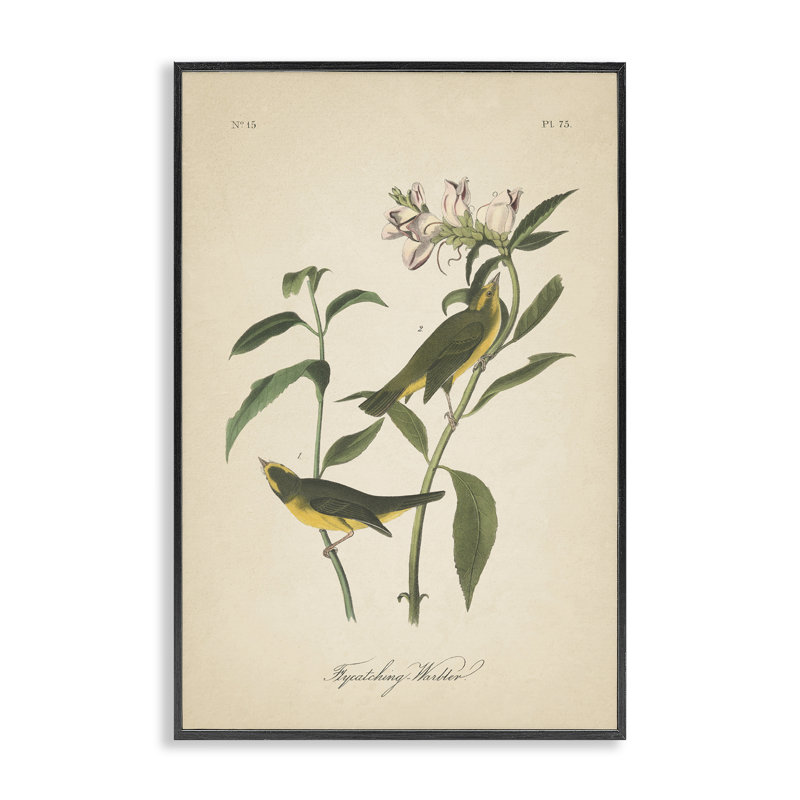Illustration rétro de la parulpe, giclée encadrée par Wild Apple Portfolio, Giclée encadrée noir minuit, H 18 po x l 12 po