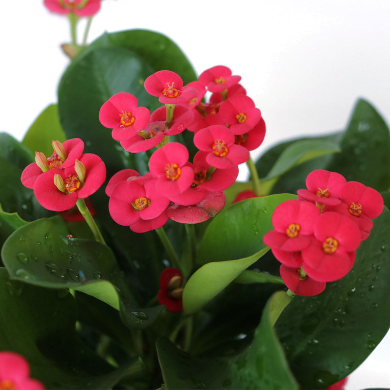 Pink Crown of Thorns Indoor Flowering Shrub in Black Pot