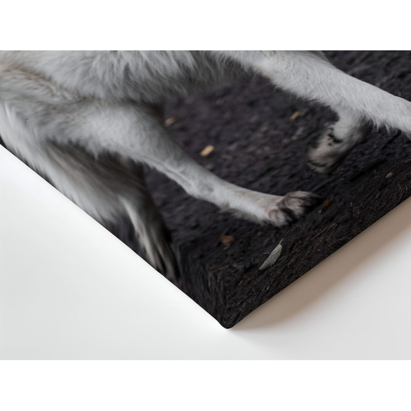 Toile, "Un loup blanc majestueux avec un manteau luxueusement épais et moelleux qui traverse gracieusement une forêt sombre et sombre"