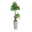 Arbre de jardin Pachira Aquat en pot 53 po Panama