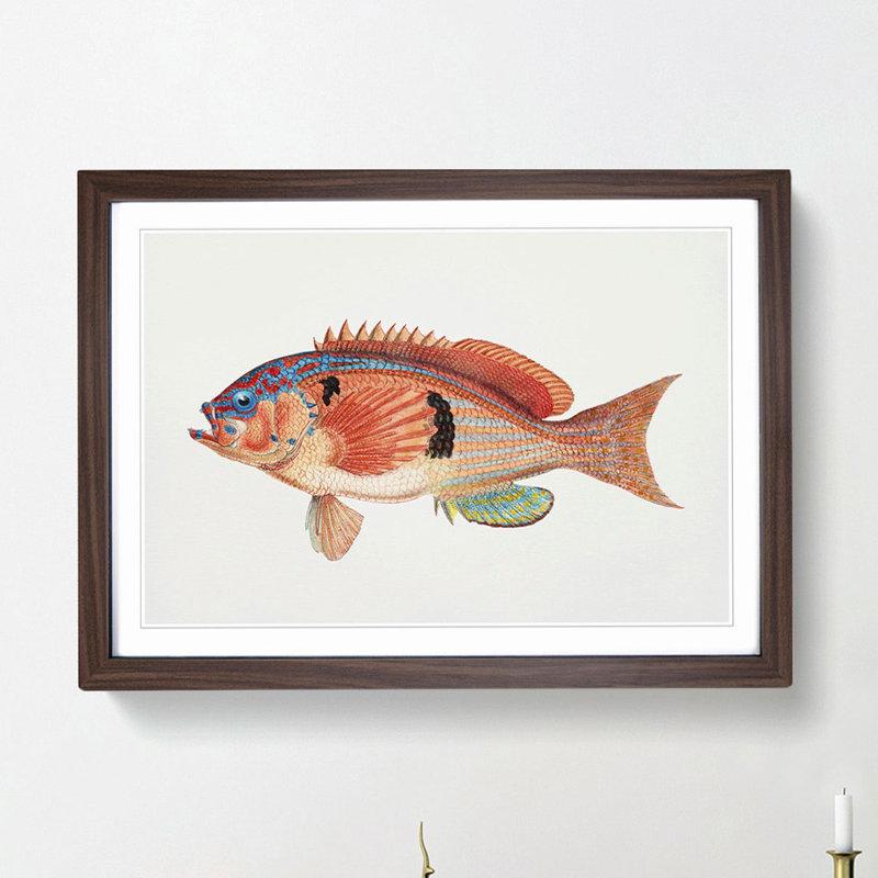 Illustration of a Rockfish by F.E. Clarke - Picture Frame Graphic Art Print, Walnut Framed, 27cm H x 36cm W x 2cm D