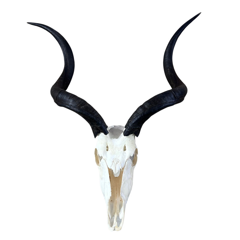 Real Kudu Skull, Medium Size