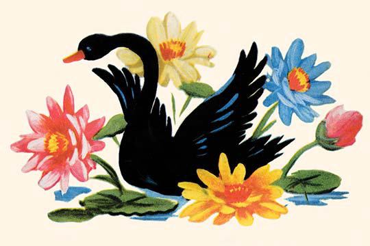 « black swan », reproduction d’art, 24 po x 36 po