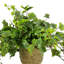 Nunn Faux Ivy Plant in Fiberstone Pot-557211659-557211658