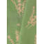 Eucalyptus Lumbar Pillow Cover & Insert-592096749