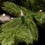 Arbre de Noël artificiel Fraser-1444839642