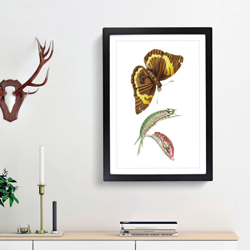 Caterpillar & Cassia Butterfly by George Shaw - Picture Frame Graphic Art Print, Black Framed, 36cm H x 27cm W x 2cm D