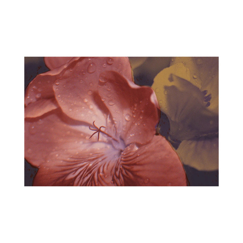 Garden Geraniums II by Jacob Green - Wrapped Canvas Gallery-Wrapped Canvas Giclée, 30.48cm H x 45.72cm W