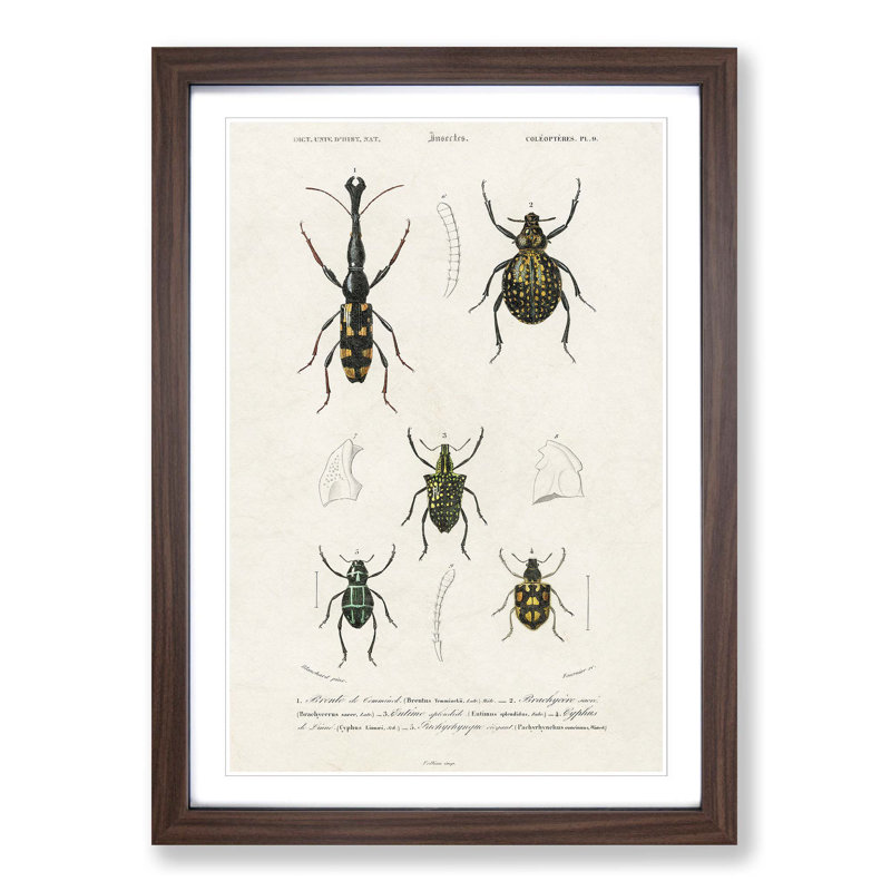 Beetle Illustrations PL.9 by Charles D'Orbigny - Single Picture Frame Print, 45cm H x 33cm W x 2cm D, Walnut Framed