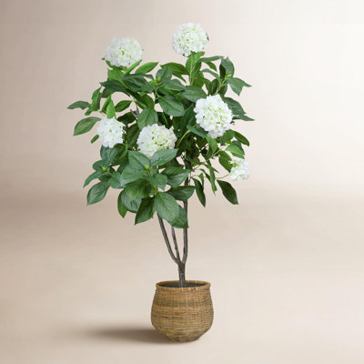 Danao City 59" Hydrangea Tree in Pot
