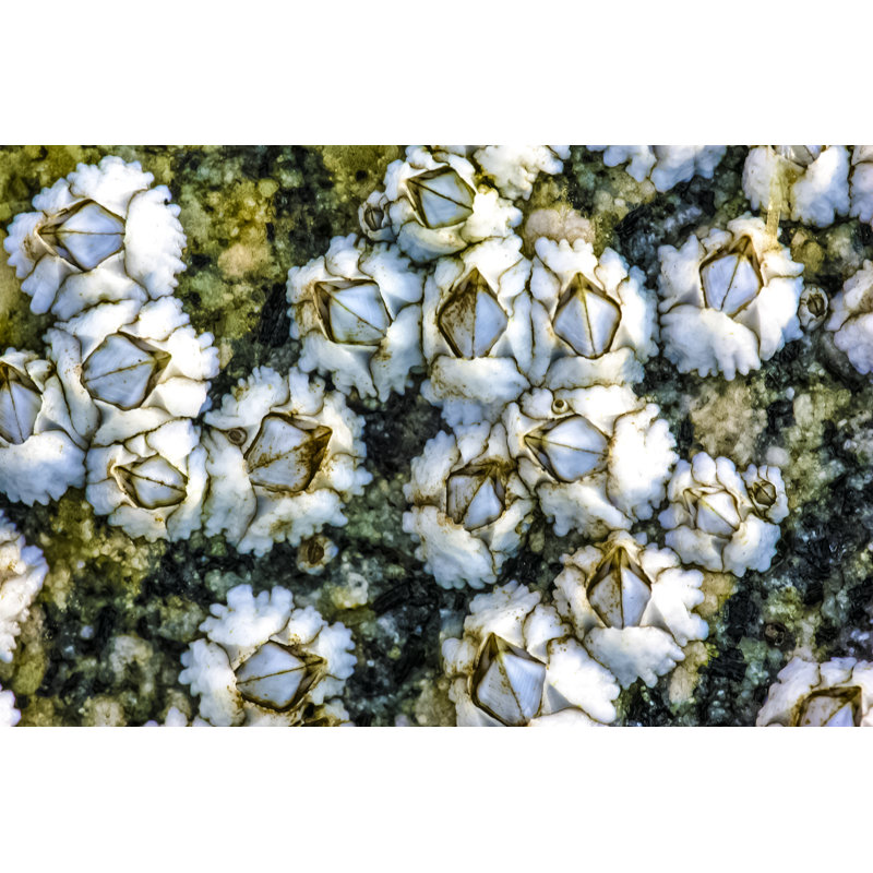«Winscott White Acorn Barnacle» sur toile par Edwards maintenant, H 8 po x l 12 po