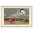 Cayenne Tern par Robert Havell - Impression sur toile-63605841-63605842