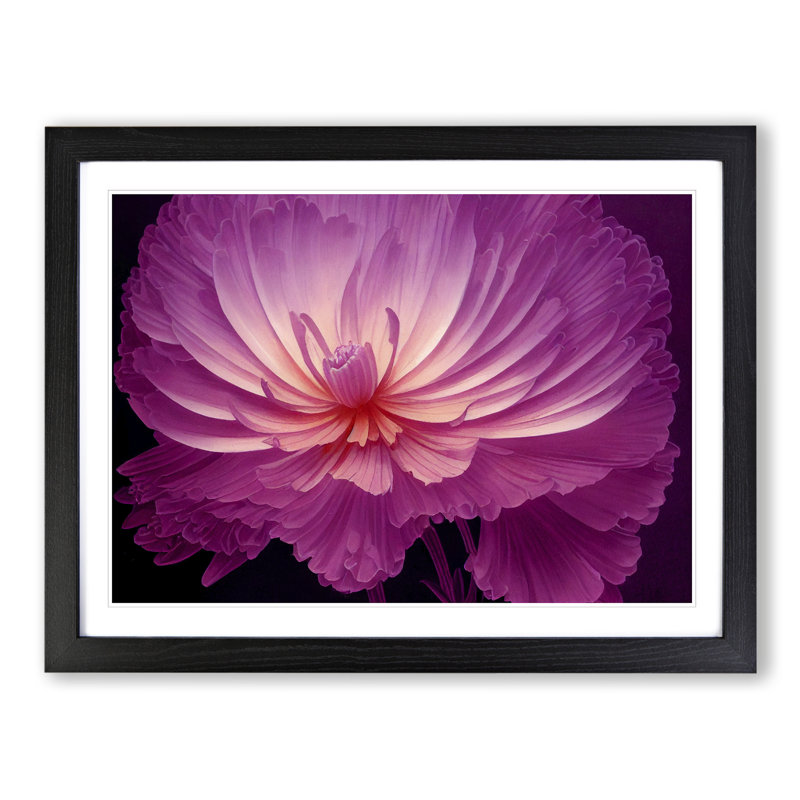 Miraculous Chrysanthemum Flower - Framed Print, 34cm H x 46cm W, Black Framed