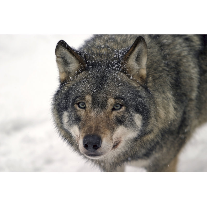 Loup gris par Ayimage, H 32 po x l 48 po