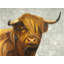 Highland Cattle Print On Canvas