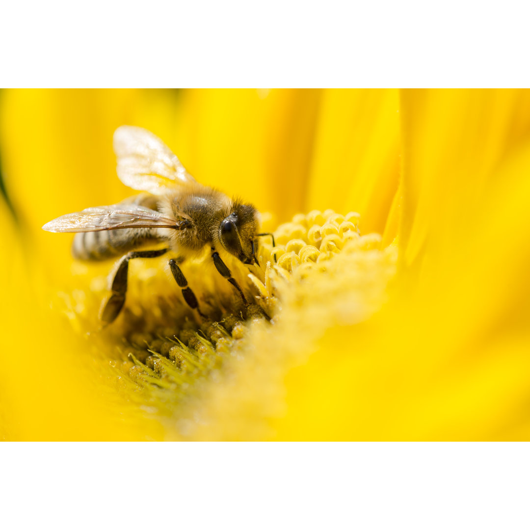 Bee On A Flower - Wrapped Canvas Print