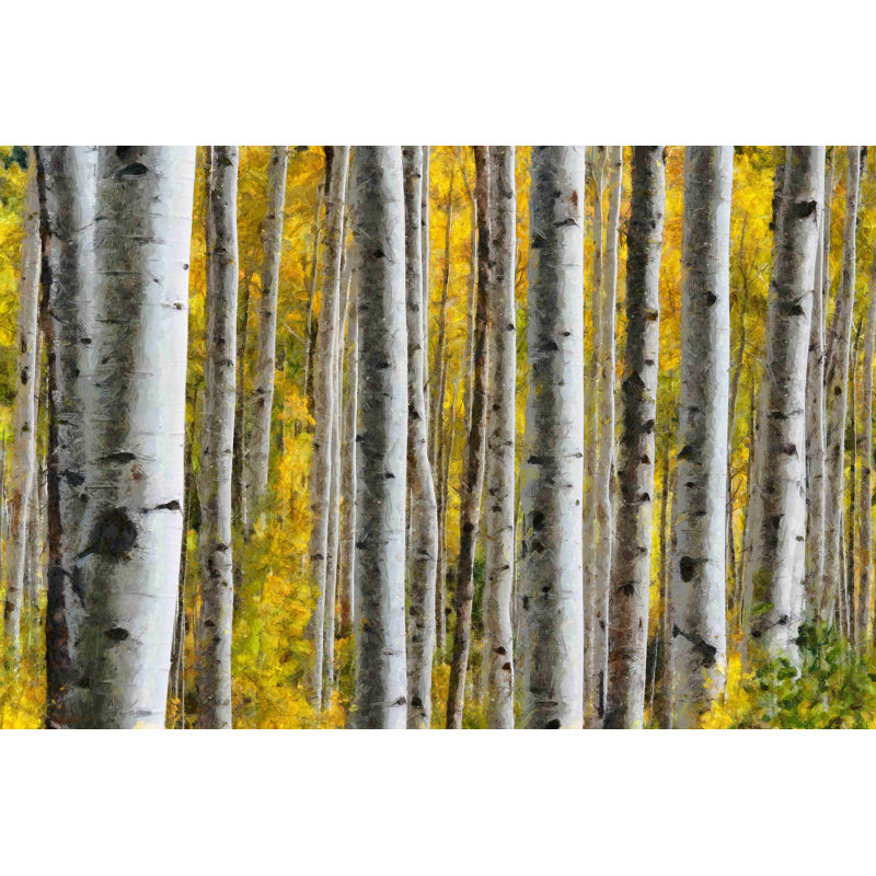 Painted Birch Trees - Photographie sur toile tendue, H 8 po x l 12 po