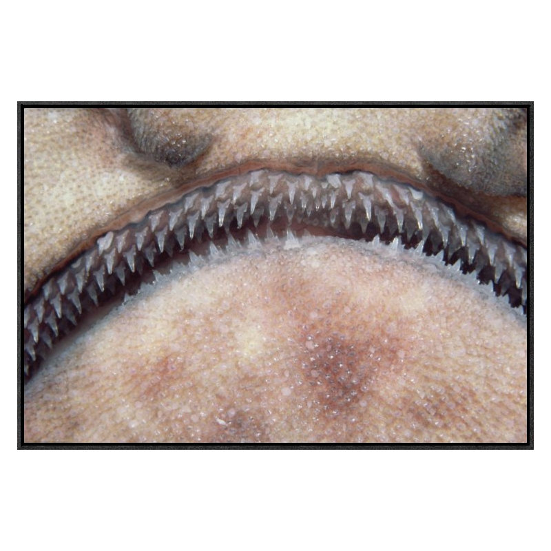 " Swell Shark Close-Up Of Teeth ", 20" H x 30" W, Black Framed