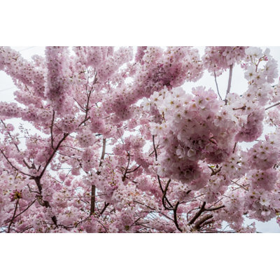 Cherry Blossoms - Wrapped Canvas Print