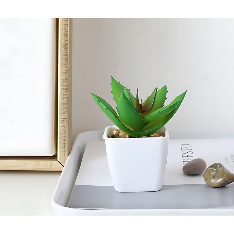 Plante grasse 3,34 po