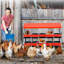 Boîte de nidification pour poulets 8/10 compartiments, nichoir à roulettes en métal avec plateau amovible et couvercle pour faciliter la collecte des œufs et l'hygiène-782157049