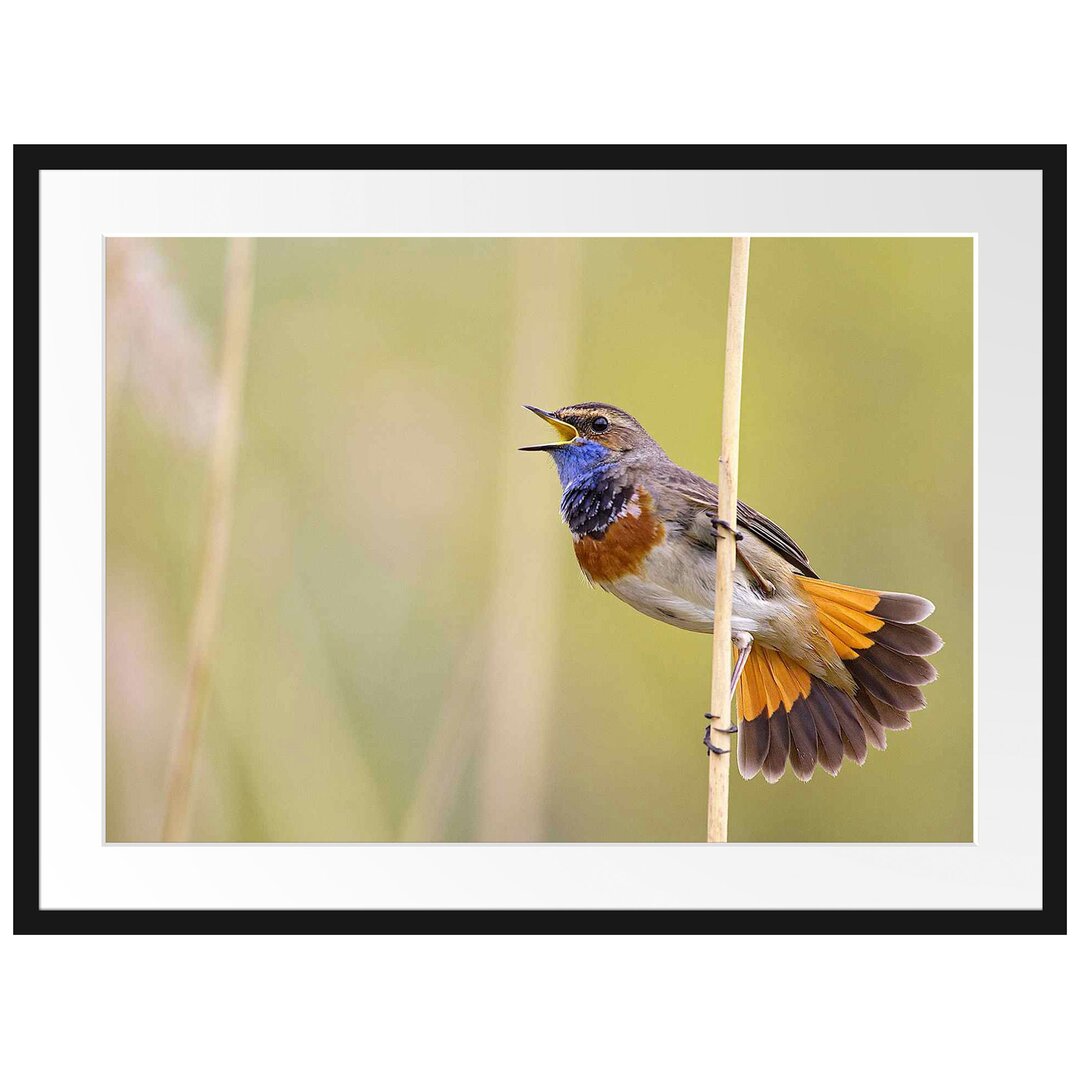 Gerahmtes Poster Schönes kleines Blaukehlchen