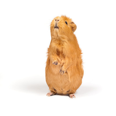 Brown Guinea Pig - Wrapped Canvas Print