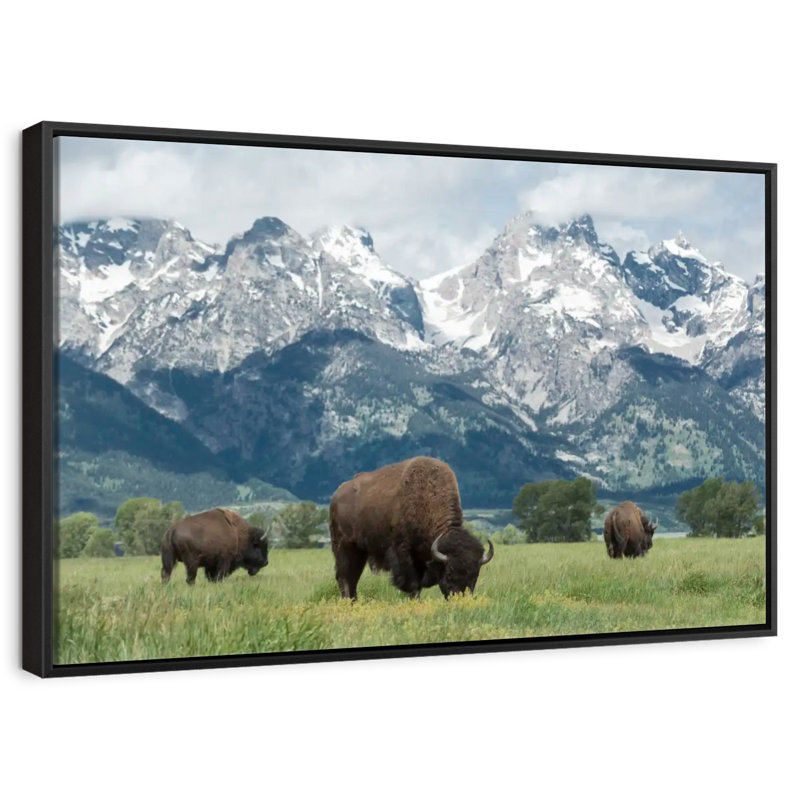 Bison Teton broutant, 25 po x 17 po, Cadre flottant noir