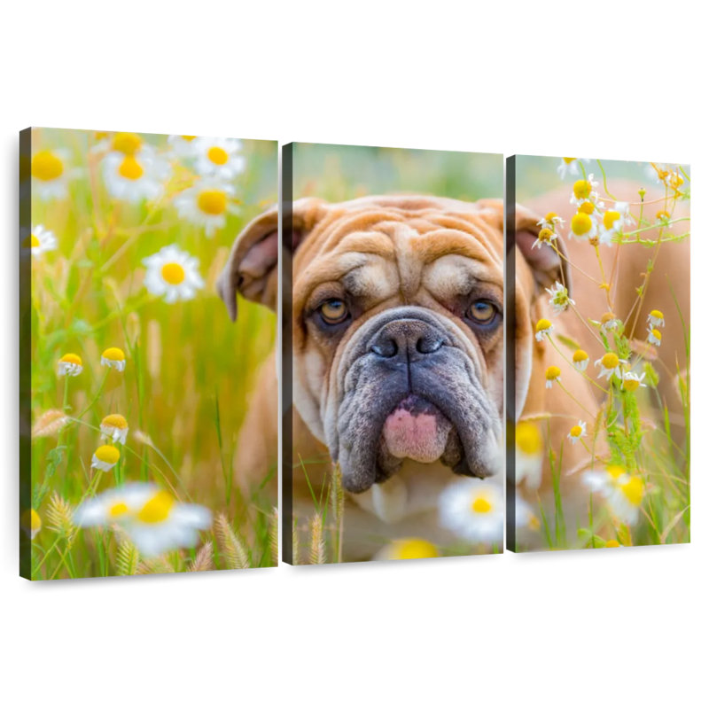 Brampt English Bulldog Playing, 20" H x 33" W