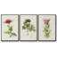 «Pretty Pink Botanicals II», ensemble de 3 toiles encadrées-97710930-97710932