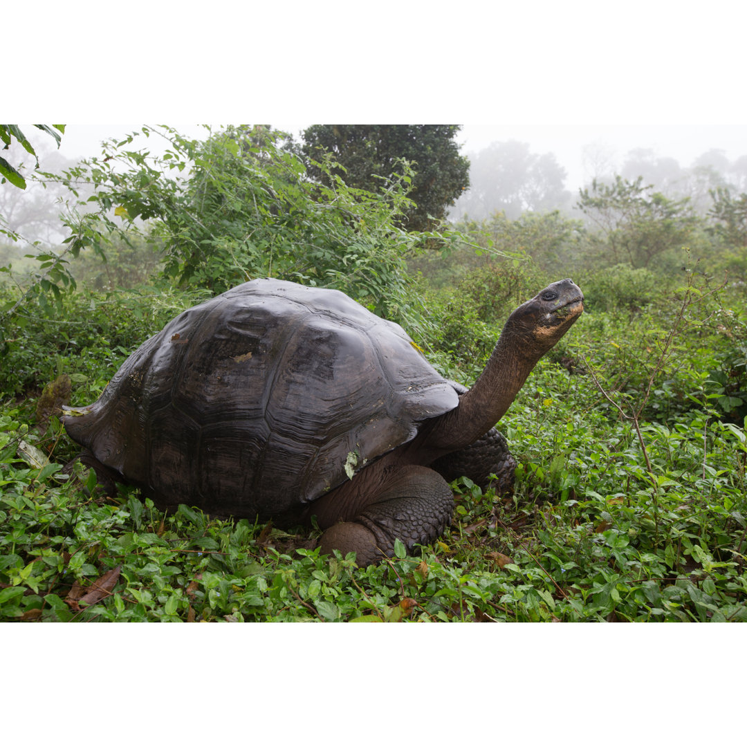 Riesenschildkröte von Mantaphoto - Druck auf Leinwand ohne Rahmen