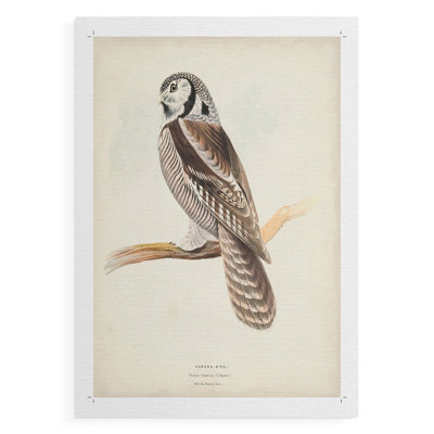 Hibou du Canada - impression sur toile seulement - non encadrée