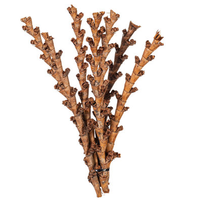 Buriti Twig Plant