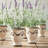 French Lavender 13" Drop-In Set Of 6