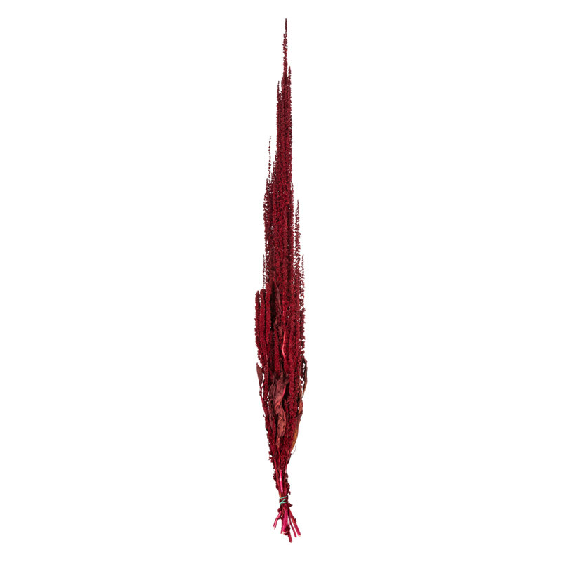 30" Amaranthus Bundle, Preserved, Merlot
