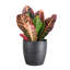 Live Petra Croton Plant in Classic Pot-49662112