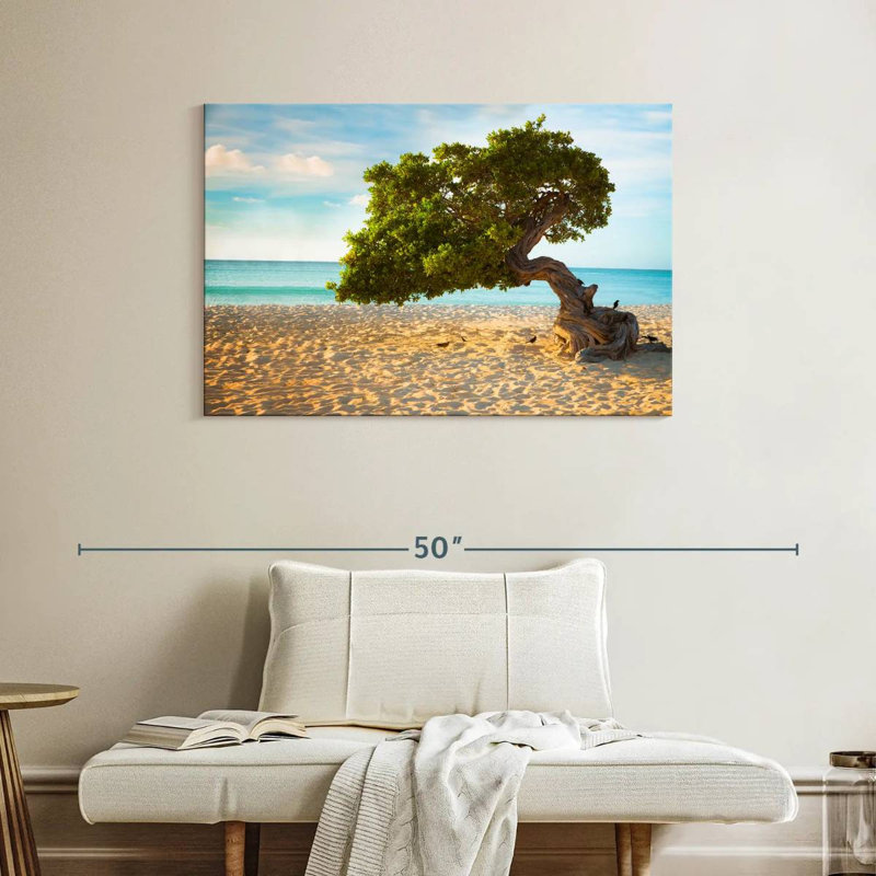 Arbre Gillard Divi-Divi à Aruba, H 26 po x l 39 po