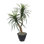 Artificial Marginata Tree