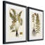 Fougère Botanical IV-ensemble de 2 reproductions d’art sur papier encadrée-573384150