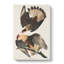 Brazilian Caracara Eagle by John James Audubon - Wrapped Canvas-55362925