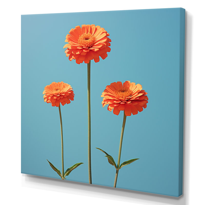 Fleurs de zinnias oranges et bleues, Toile tendue, H 36 po x l 36 po