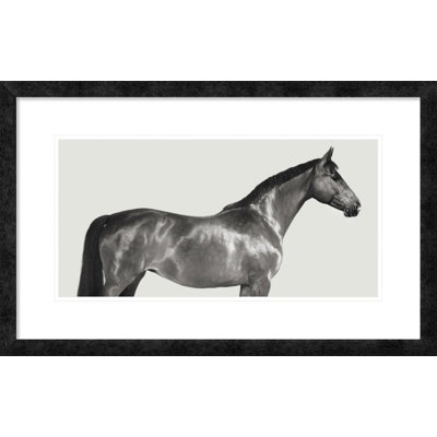 Kingsman Cavalier, English Thoroughbred' by Pangea Images Framed Photographic Print -  Global Gallery, DPF-465889-1224-257