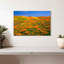California Golden Poppies-1760357512