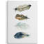 Premium Collection Feather I par Carol Robinson, reproduction d'art sur toile tendue-406893260